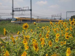 ひまわりと近鉄電車